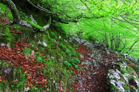 Path in the forest Stock Photos