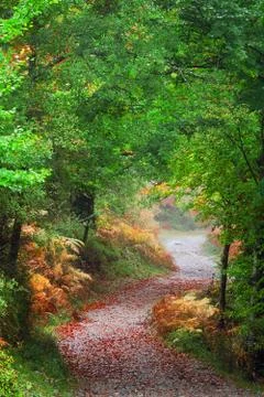 Path in the forest Stock Photos