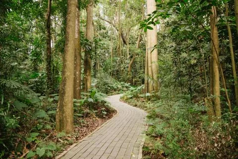 Path in the forest Stock Photos