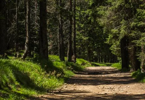 Path in a forest Foto stock