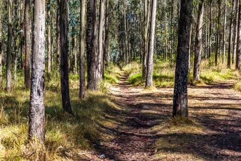 Path in forest Stock Photos