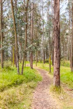 Path in forest Stock Photos