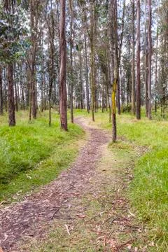 Path in forest Stock Photos