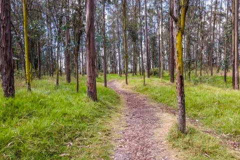 Path in forest Stock Photos