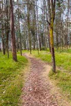 Path in forest Stock Photos
