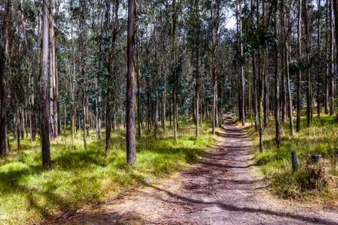 Path in forest Stock Photos