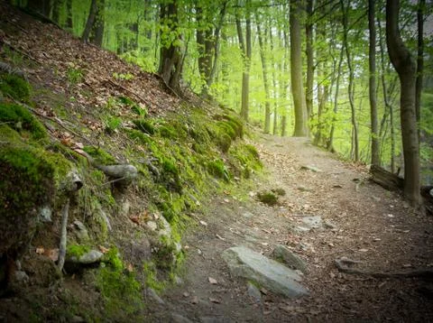 Path in forest Stock Photos