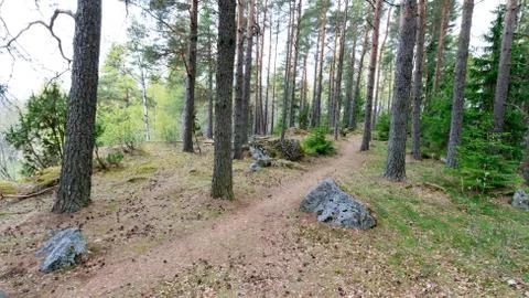 Path in the forest Stock Photos