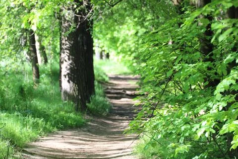 Path in the forest Stock Photos