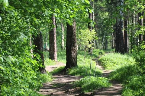 Path in the forest Stock Photos