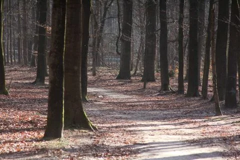 Path in Forest 스톡 사진