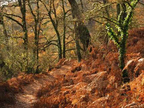 A path in the forest Stock Photos
