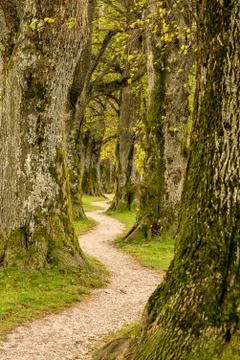 The path into the forest Stock Photos