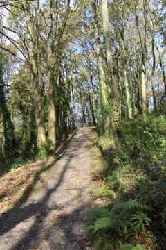 Path in a forest Foto stock