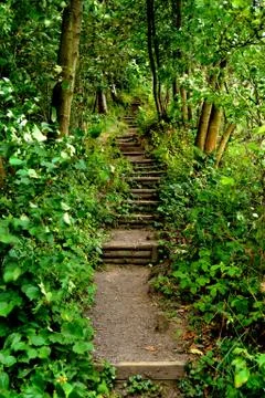 Path Into The Forest Stock Photos
