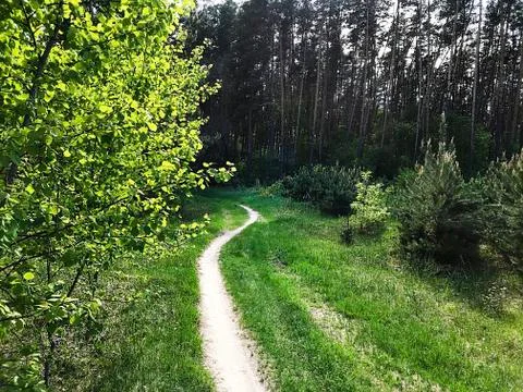A path in the forest. Stock Photos