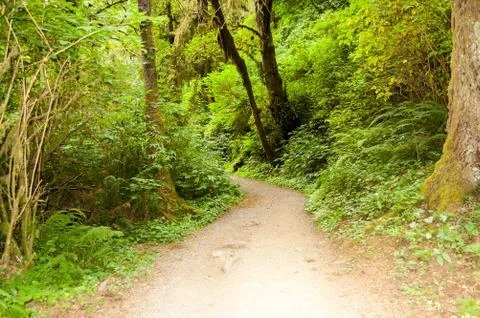 A Path in the forest Stock Photos