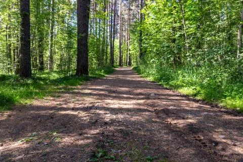 Path in the forest Foto stock
