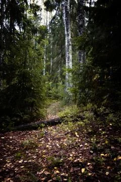 A path in a forest Фото