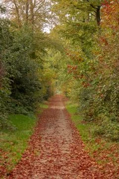 Path in a forest Stock Photos