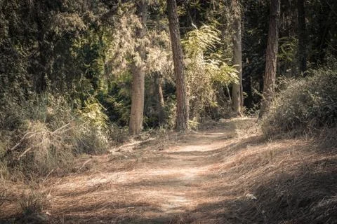 Path in a forest Stock Photos