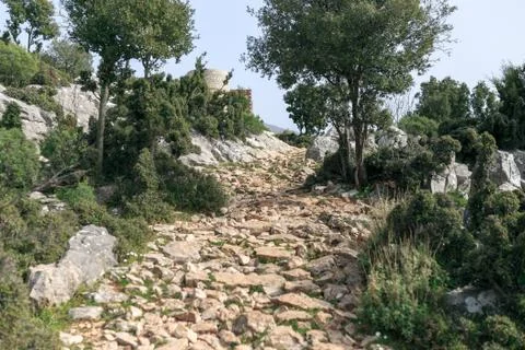 Path in the forest Stock Photos