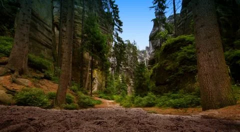 Path in the forest Foto stock