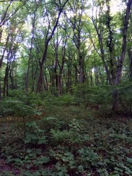 Path in the forest Stock Photos