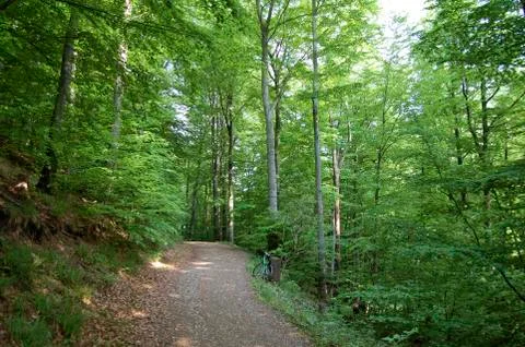 A path in the forest Stock Photos