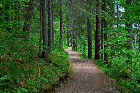 A path in the forest Stock Photos