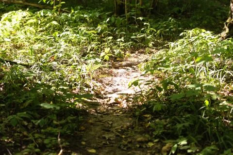 Path in the forest Stock Photos