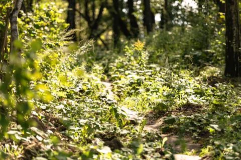 Path in the forest Stock Photos