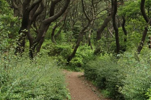 A path in a forest Stock Photos