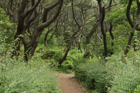 A path in a forest Stock Photos