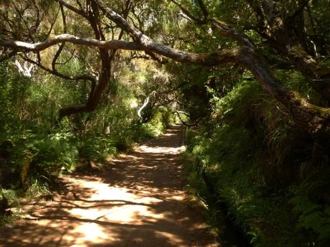 The path in the forest Stock Photos