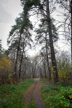 Path in the forest Stock Photos