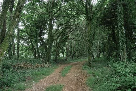 Path in the forest Stock Photos