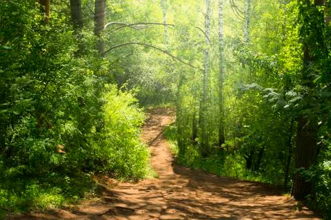 The path in the forest Stock Photos