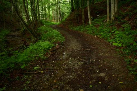 Path in the forest Stock Photos