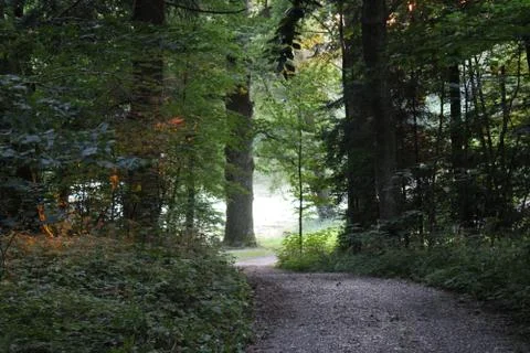 Path in a Forest. Stock Photos