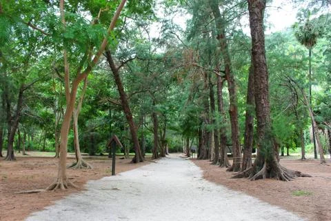 Path in the forest Stock Photos