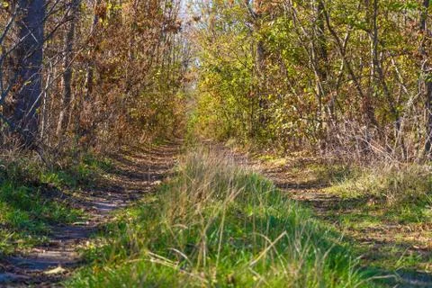 A path in the forest. Stock Photos
