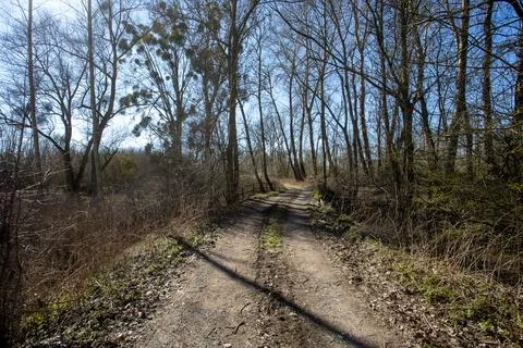 Path in a forest Stock Photos