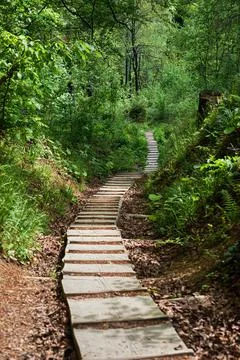 Path in the forest Stock Photos