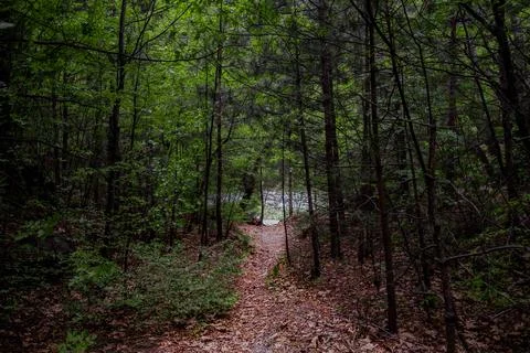 Path in forest Stockfoto's