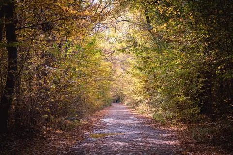 A path in the forest Stock Photos