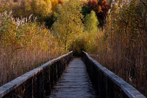 A path in the forest Stock Photos