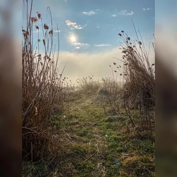 Path to the forest Stock Photos