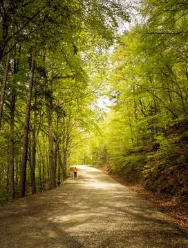 A path in the forest Stock Photos