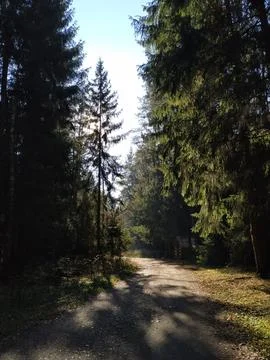 Path in the forest Stock Photos